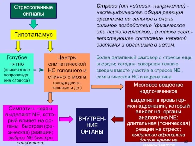 Гипоталамус Стресс (от «stress»: напряжение) - неспецифическая, общая реакция организма на