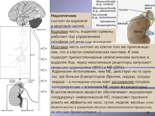 Адреналин интенсивнее, чем NE, действует на те орга-ны, где больше β-рецепторов