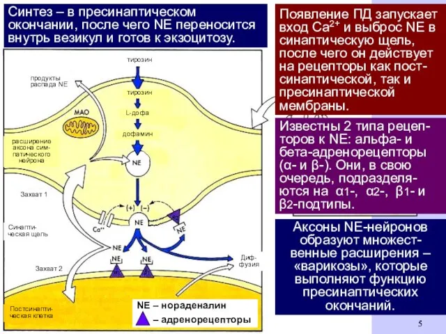 Синтез – в пресинаптическом окончании, после чего NЕ переносится внутрь везикул