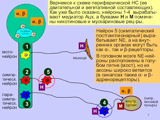 мото- нейрон симпа- тическ. нейрон пара- симпа- тическ. нейрон мышца внутр.