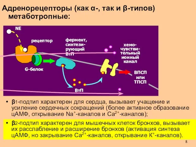 Адренорецепторы (как α-, так и β-типов) метаботропные: β1-подтип характерен для сердца,