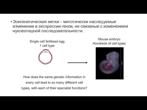 Эпигенетические метки – митотически наследуемые изменения в экспрессии генов, не связаные с изменением нуклеотидной последовательности.