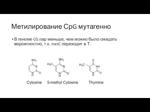 Метилирование СрG мутагенно В геноме CG пар меньше, чем можно было