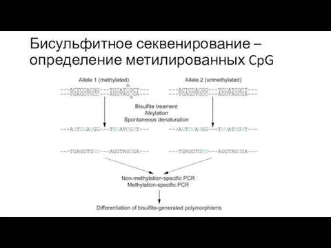 Бисульфитное секвенирование – определение метилированных CpG