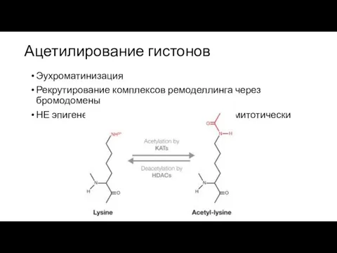 Ацетилирование гистонов Эухроматинизация Рекрутирование комплексов ремоделлинга через бромодомены НЕ эпигенетическая метка – не передается митотически