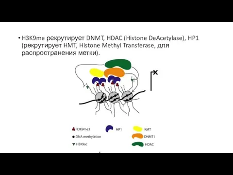 H3K9me рекрутирует DNMT, HDAC (Histone DeAcetylase), HP1 (рекрутирует HMT, Histone Methyl Transferase, для распространения метки).