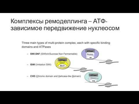 Комплексы ремоделлинга – АТФ-зависимое передвижение нуклеосом