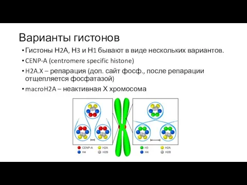 Варианты гистонов Гистоны Н2А, Н3 и Н1 бывают в виде нескольких