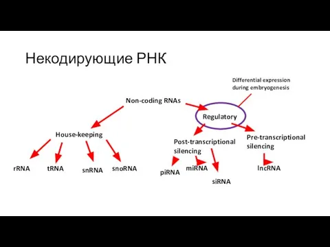 Некодирующие РНК