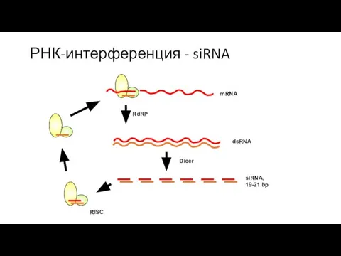 РНК-интерференция - siRNA