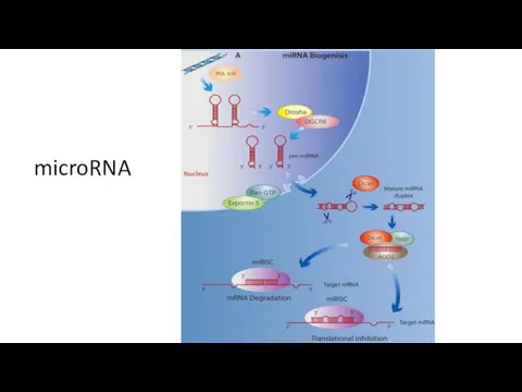 microRNA