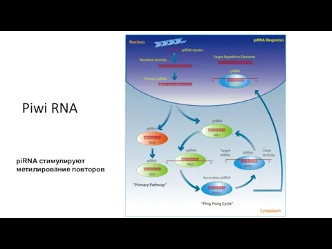 Piwi RNA piRNA стимулируют метилирование повторов