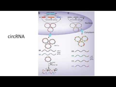 circRNA