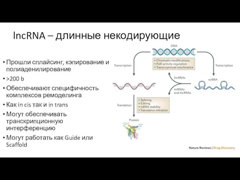 lncRNA – длинные некодирующие Прошли сплайсинг, кэпирование и полиаденилирование >200 b