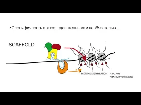 Специфичность по последовательности необязательна.