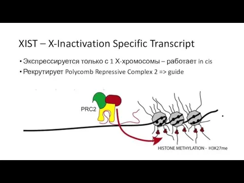 XIST – X-Inactivation Specific Transcript Экспрессируется только с 1 Х-хромосомы –