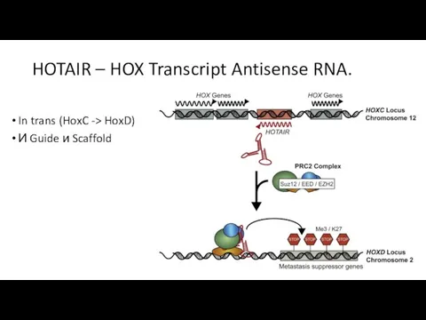 HOTAIR – HOX Transcript Antisense RNA. In trans (HoxC -> HoxD) И Guide и Scaffold