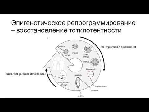 Эпигенетическое репрограммирование – восстановление тотипотентности