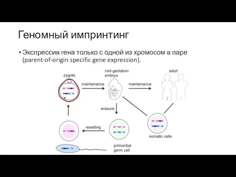 Геномный импринтинг Экспрессия гена только с одной из хромосом в паре (parent-of-origin specific gene expression).