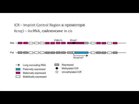ICR – Imprint Control Region в промоторе Kcnq1 – lncRNA, сайленсинг in cis