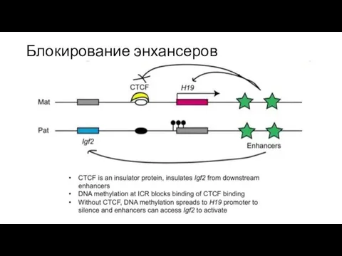 Блокирование энхансеров