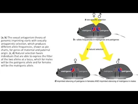 (a, b) The sexual antagonism theory of genomic imprinting starts with