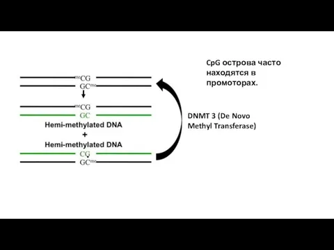 CpG острова часто находятся в промоторах.