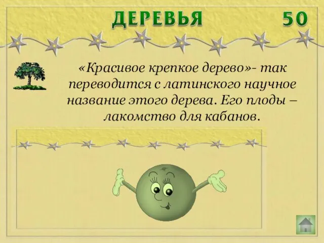 «Красивое крепкое дерево»- так переводится с латинского научное название этого дерева.