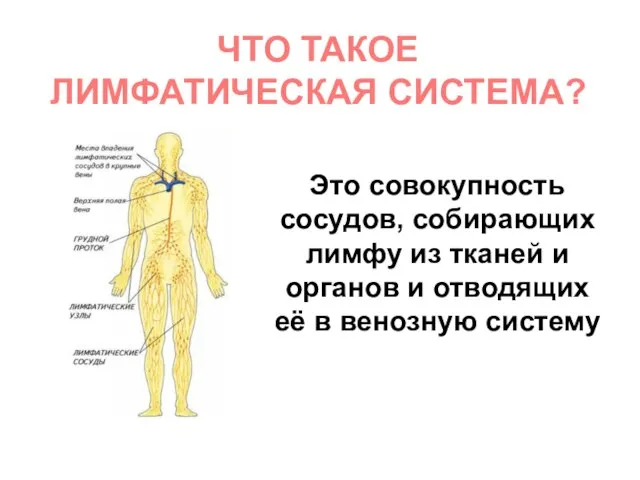 ЧТО ТАКОЕ ЛИМФАТИЧЕСКАЯ СИСТЕМА? Это совокупность сосудов, собирающих лимфу из тканей