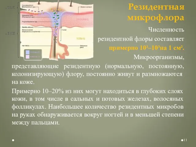 Резидентная микрофлора Численность резидентной флоры составляет примерно 10²–10³на 1 см². Микроорганизмы,