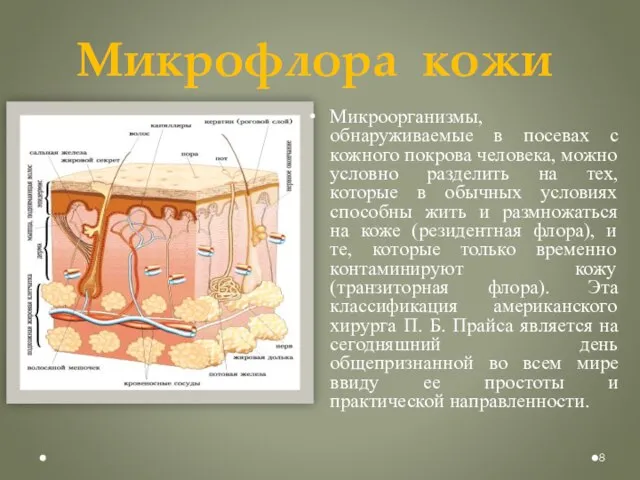 Микрофлора кожи Микроорганизмы, обнаруживаемые в посевах с кожного покрова человека, можно