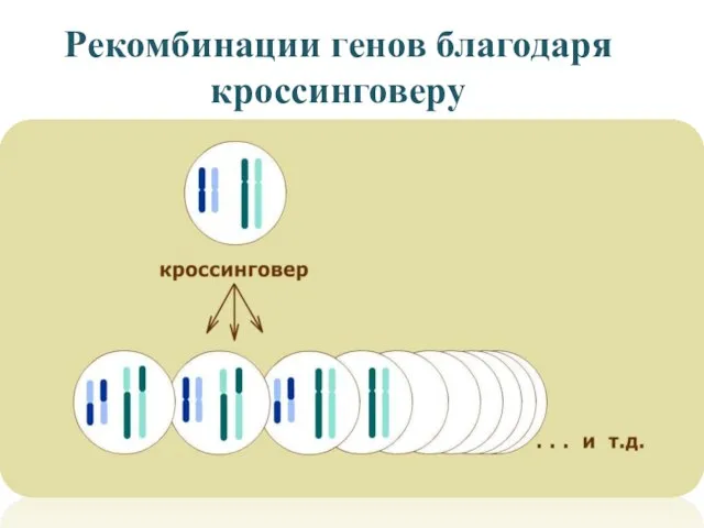 Рекомбинации генов благодаря кроссинговеру