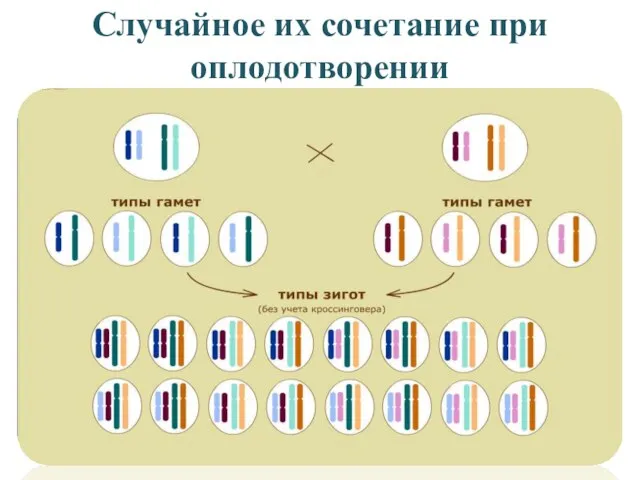 Случайное их сочетание при оплодотворении