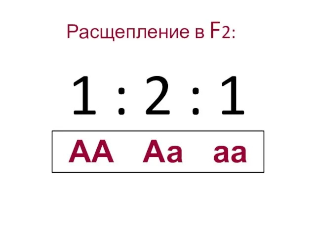 Расщепление в F2: 1 : 2 : 1 АА Аа аа