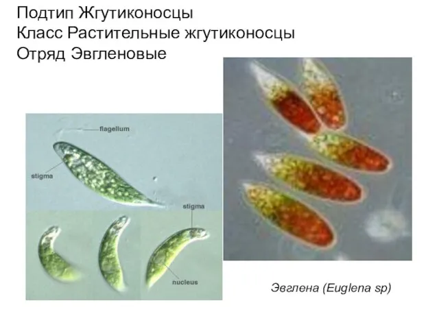 Подтип Жгутиконосцы Класс Растительные жгутиконосцы Отряд Эвгленовые Эвглена (Euglena sp)