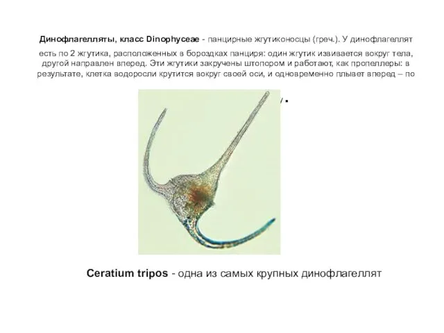 Динофлагелляты, класс Dinophyceae - панцирные жгутиконосцы (греч.). У динофлагеллят есть по