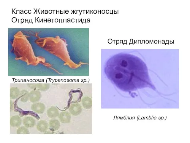 Класс Животные жгутиконосцы Отряд Кинетопластида Трипаносома (Trypanosoma sp.) Лямблия (Lamblia sp.) Отряд Дипломонады