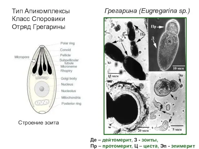 Тип Апикомплексы Класс Споровики Отряд Грегарины Грегарина (Eugregarina sp.) Строение зоита