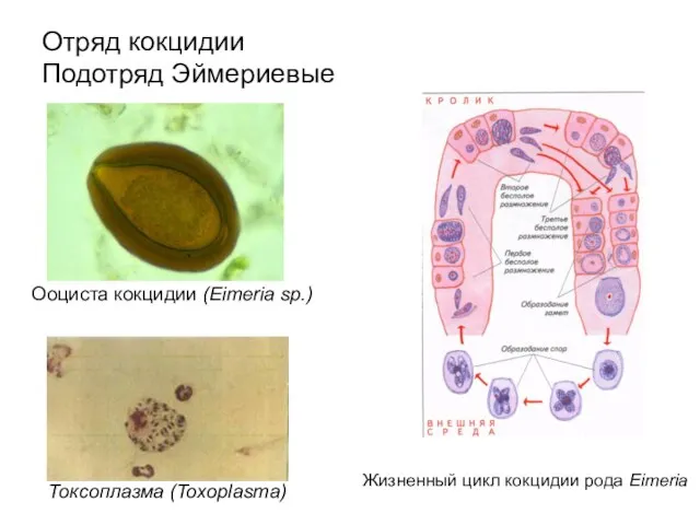 Отряд кокцидии Подотряд Эймериевые Ооциста кокцидии (Eimeria sp.) Токсоплазма (Toxoplasma) Жизненный цикл кокцидии рода Eimeria