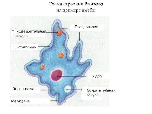 Схема строения Protozoa на примере амебы Пищеварительная вакуоль Псевдоподии Эктоплазма Ядро Эндоплазма Мембрана Сократительная вакуоль