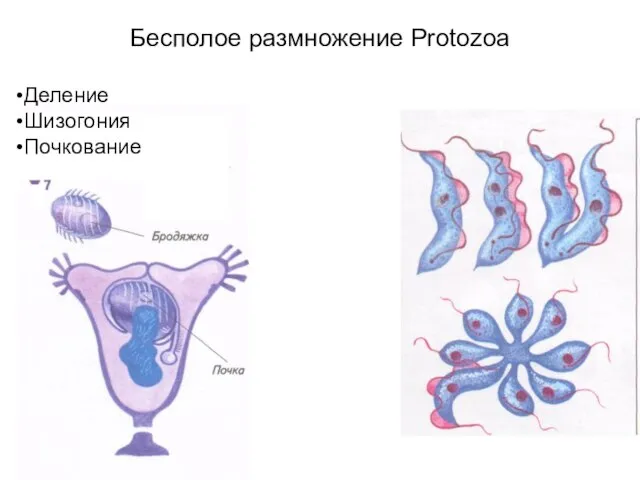 Бесполое размножение Protozoa Деление Шизогония Почкование