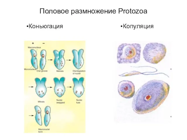 Половое размножение Protozoa Коньюгация Копуляция