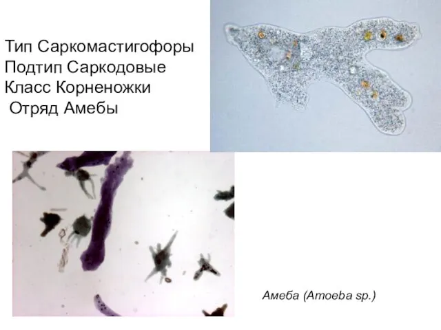 Тип Саркомастигофоры Подтип Саркодовые Класс Корненожки Отряд Амебы Амеба (Amoeba sp.)