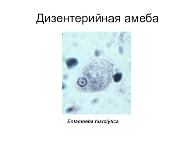 Дизентерийная амеба Entamoeba histolytica