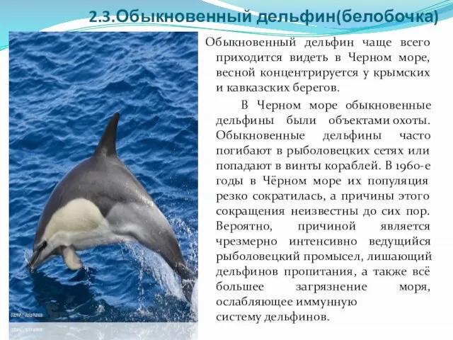2.3.Обыкновенный дельфин(белобочка) Обыкновенный дельфин чаще всего приходится видеть в Черном море,