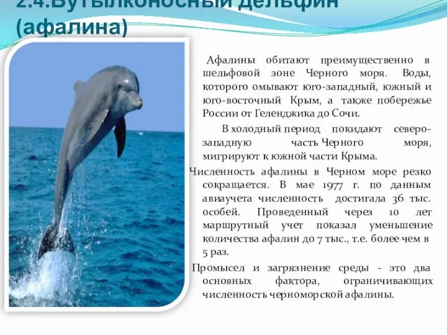 2.4.Бутылконосный дельфин(афалина) Афалины обитают преимущественно в шельфовой зоне Черного моря. Воды,