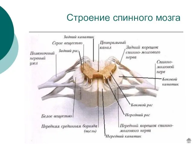 Строение спинного мозга