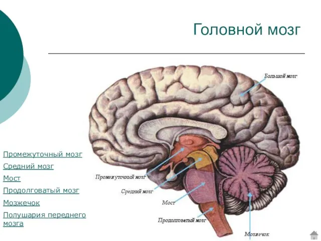 Головной мозг Промежуточный мозг Средний мозг Мост Продолговатый мозг Мозжечок Полушария переднего мозга