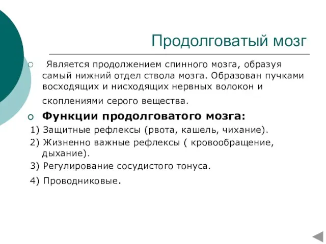 Продолговатый мозг Является продолжением спинного мозга, образуя самый нижний отдел ствола