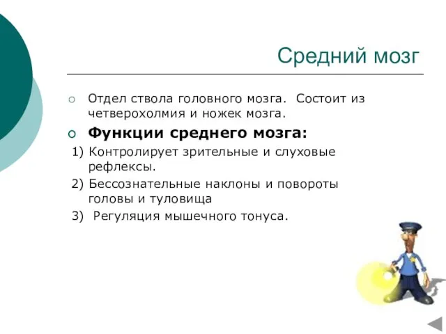 Средний мозг Отдел ствола головного мозга. Состоит из четверохолмия и ножек